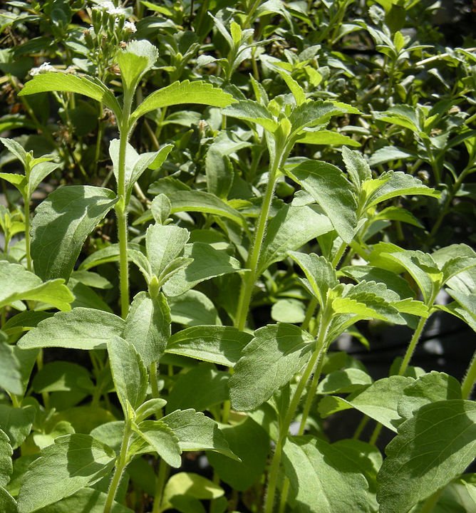 stevia