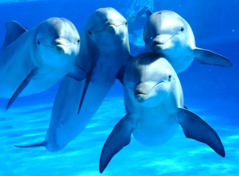 delfines0001 1 1