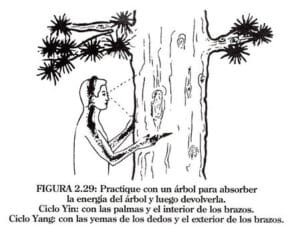 Como absorber la energia de los arboles large 1