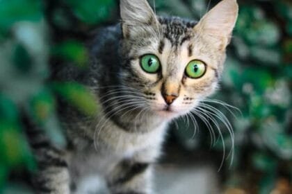 selective focus photography of brown and black tabby cat