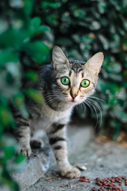 selective focus photography of brown and black tabby cat