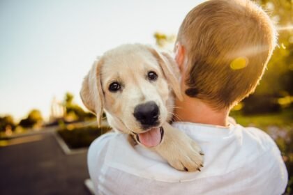 perrhijos,dog, adorable, animal