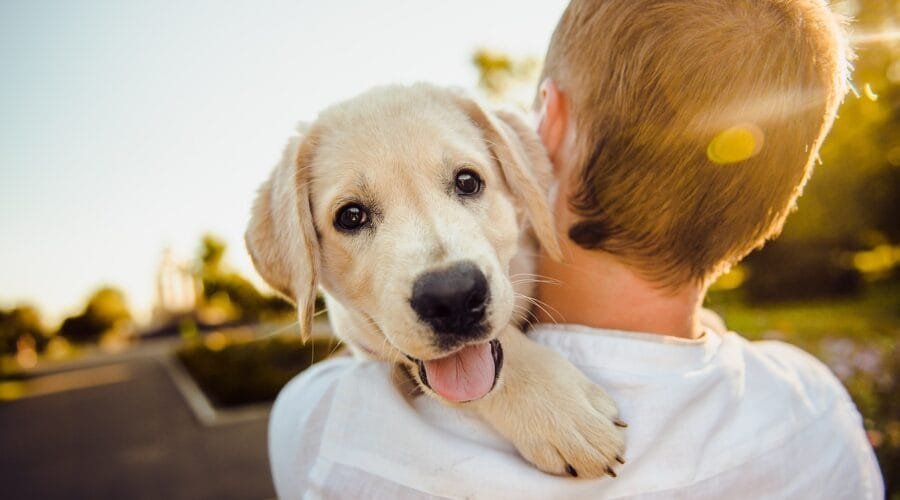 perrhijos,dog, adorable, animal