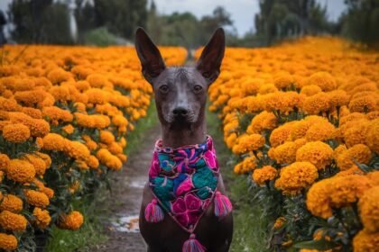 Hairless Xoloitzcuintle Dog Wearing Bandana in Field of Aztec Marigolds