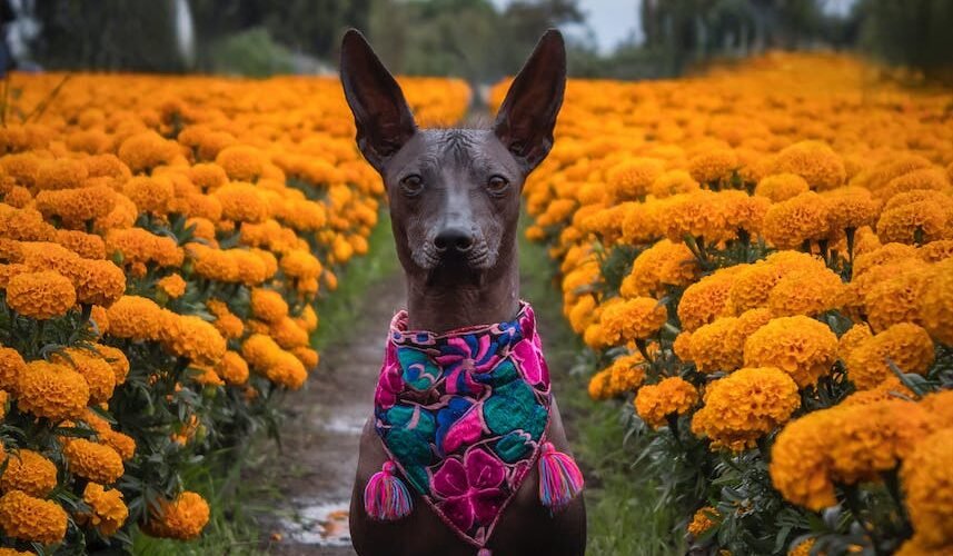 Hairless Xoloitzcuintle Dog Wearing Bandana in Field of Aztec Marigolds