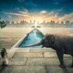 elephant, animal, pet, dog, water, nature, pool