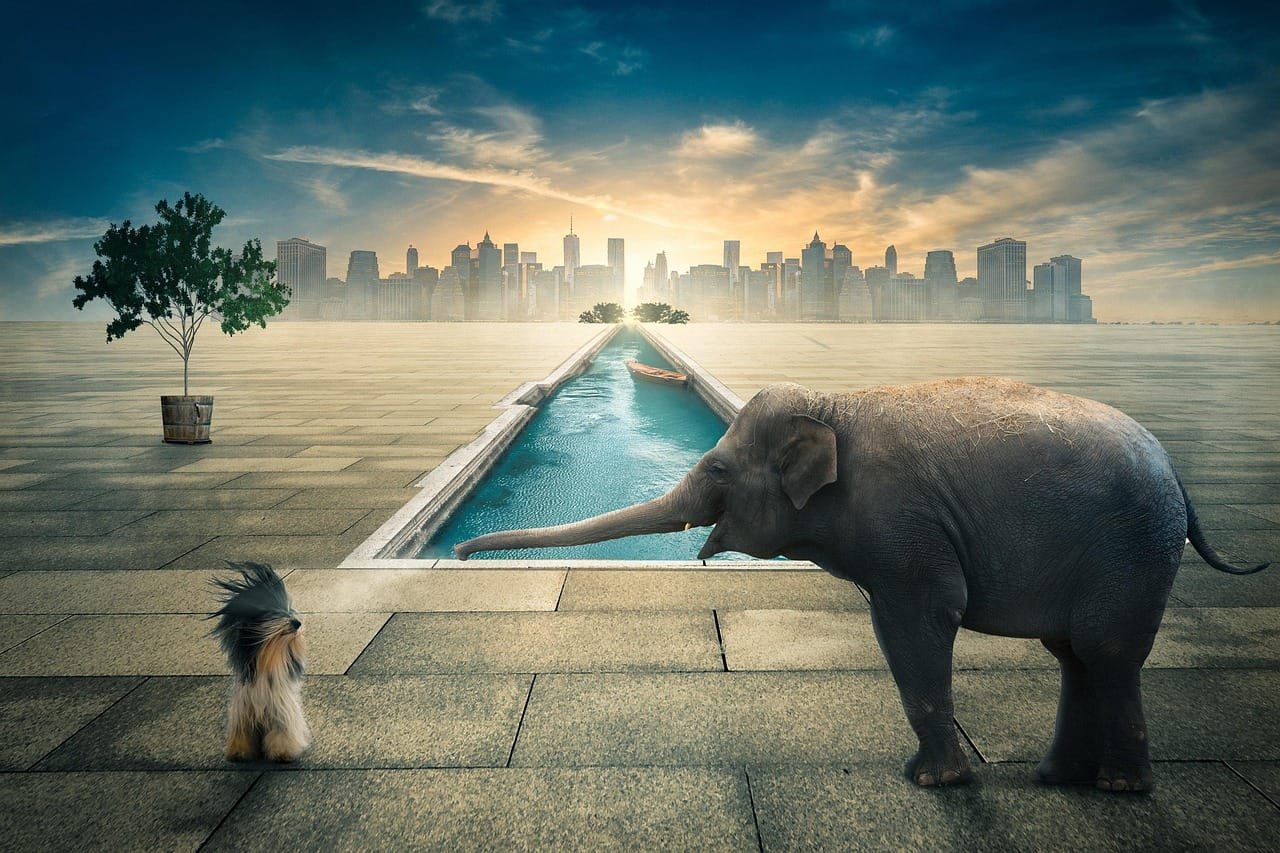 elephant, animal, pet, dog, water, nature, pool