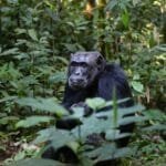 chimpance,chimpanzee, monkey, chimp, primate, mammal, animal, wild animal, wilderness, wildlife, animal world, wildlife photography, uganda, ape, sitting, forest, rainforest, fauna, nature, chimpanzee, chimpanzee, chimpanzee, chimpanzee, chimpanzee, monkey, uganda, uganda, rainforest, rainforest