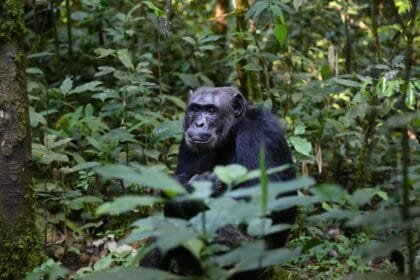 chimpance,chimpanzee, monkey, chimp, primate, mammal, animal, wild animal, wilderness, wildlife, animal world, wildlife photography, uganda, ape, sitting, forest, rainforest, fauna, nature, chimpanzee, chimpanzee, chimpanzee, chimpanzee, chimpanzee, monkey, uganda, uganda, rainforest, rainforest