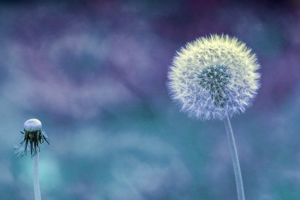 dandelion, plant, close up, macro, nature, blossom, bloom, pointed flower, seeds, dandelion seeds, dandelion, dandelion, deseos, intucioin, carencia, dandelion, dandelion, dandelion