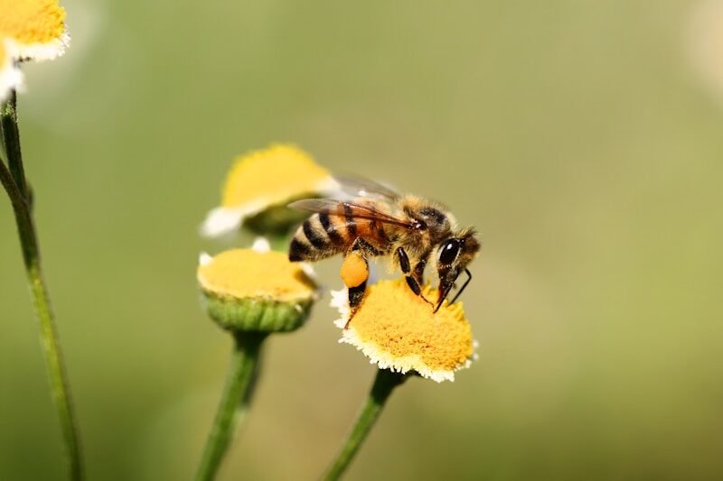 abejas, honeybee perched on yellow flower in close up photography during daytime