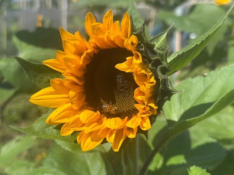 abeja, Close-up of a sunflower in full bloom with bees collecting nectar in a sunny garden in Tecpán, Guatemala.