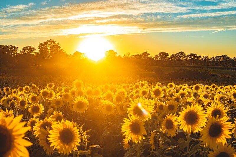 sunflower field under blue sky during sunset,solsticio de junio, renovación espiritual,renovación espiritual